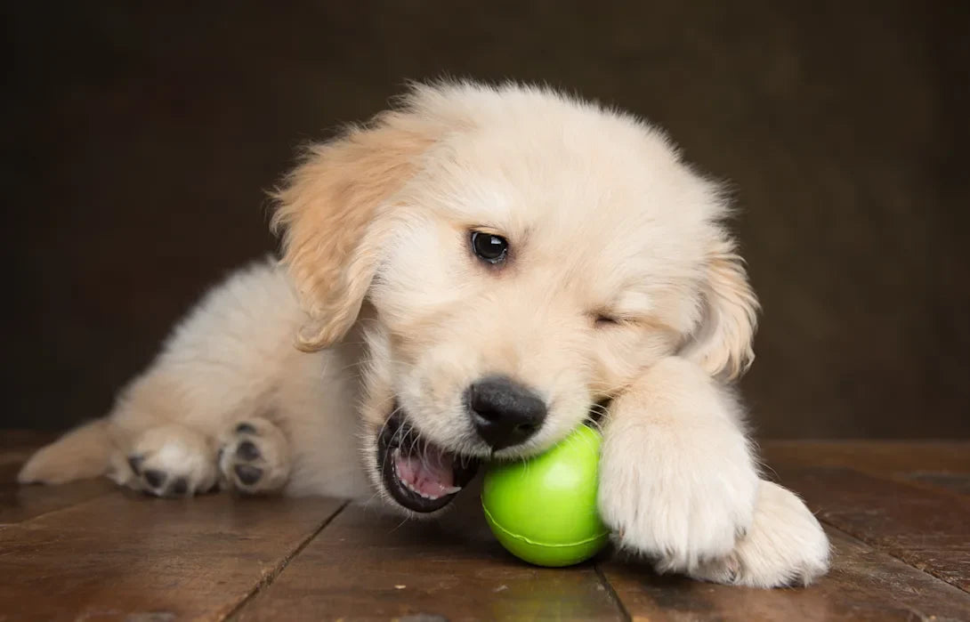 From Bored to Bliss: How the Right Toys, Beds, and Accessories Transform Your Pet’s Daily Life