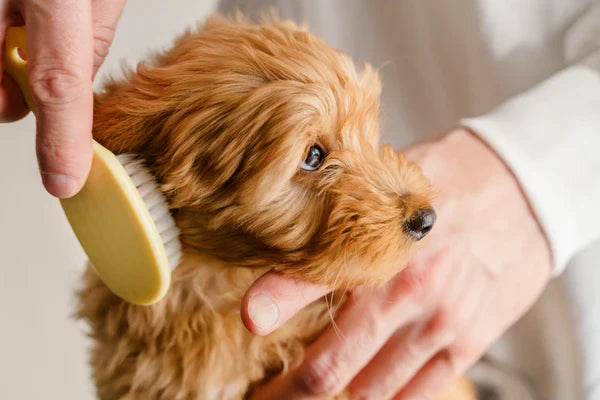 Smart Shopping for Pet Parents: How to Choose Safe, Durable, and Budget-Friendly Pet Products